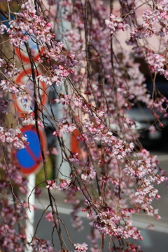 歩道の枝垂桜