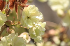 不思議な桜・・・