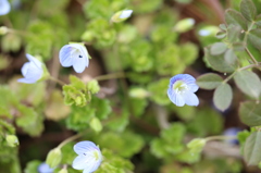 オオイイヌノフグリ