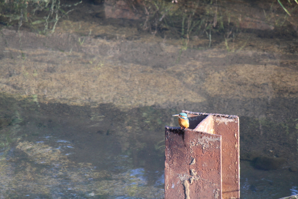 今のカワセミ①