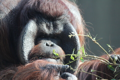 ボルネオオラウータン②