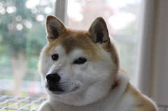 シャンプーしたばかりよ＾＾