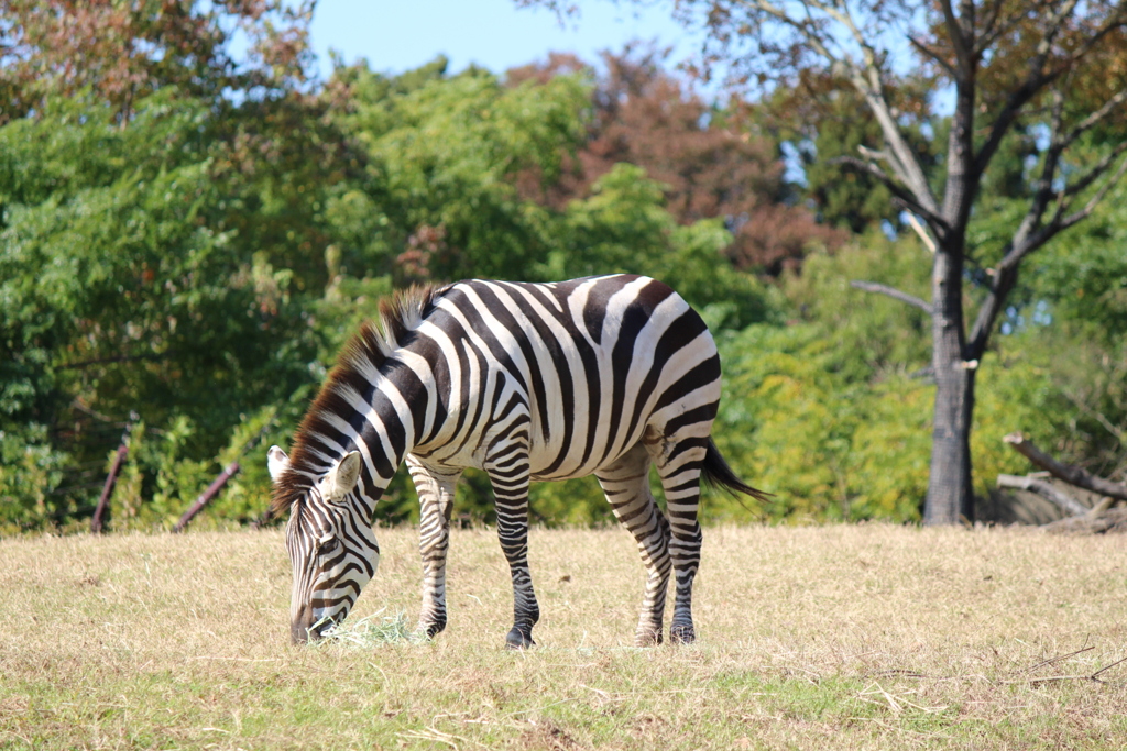 サバンナに見える？？