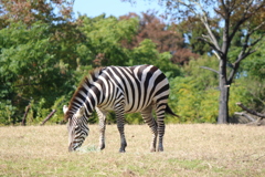 サバンナに見える？？