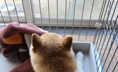 うちのトトロ