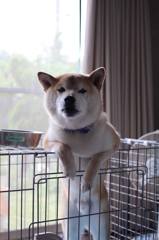 朝ごはん待ち・・