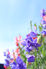 スイトピー＾＾2013春