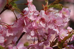 河津桜③