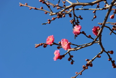 紅梅