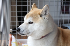 レンズは何でもいい男・・