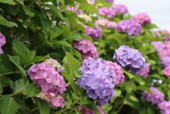 紫陽花の道