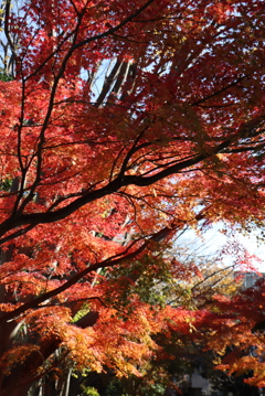 徒歩で紅葉狩り①