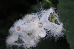 からすうりの花②