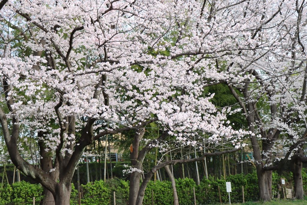 公園の桜