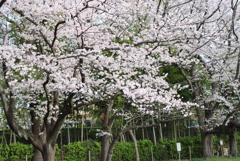 公園の桜