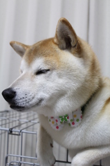 ポーズとってたら睡魔が・・・・