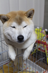 毎度＾＾朝ごはん待ち②