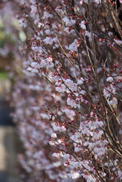 桜・・