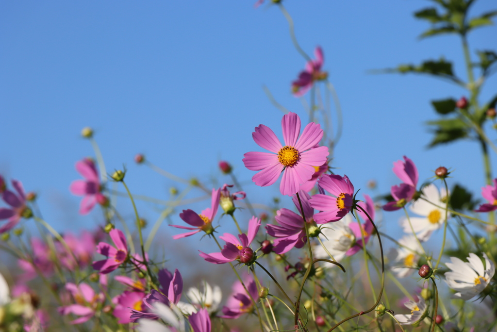 秋桜②