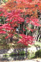 真っ赤だね