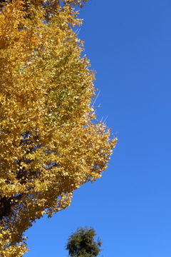 樹齢400年・・・