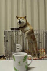 朝ごはん待ってるボク