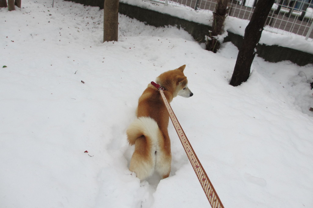 大雪でした