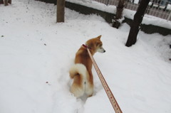 大雪でした
