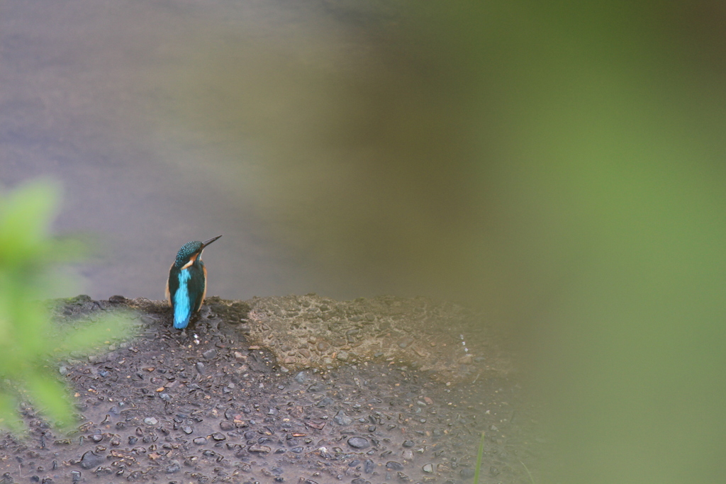 カワセミ