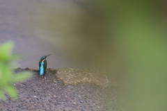 カワセミ