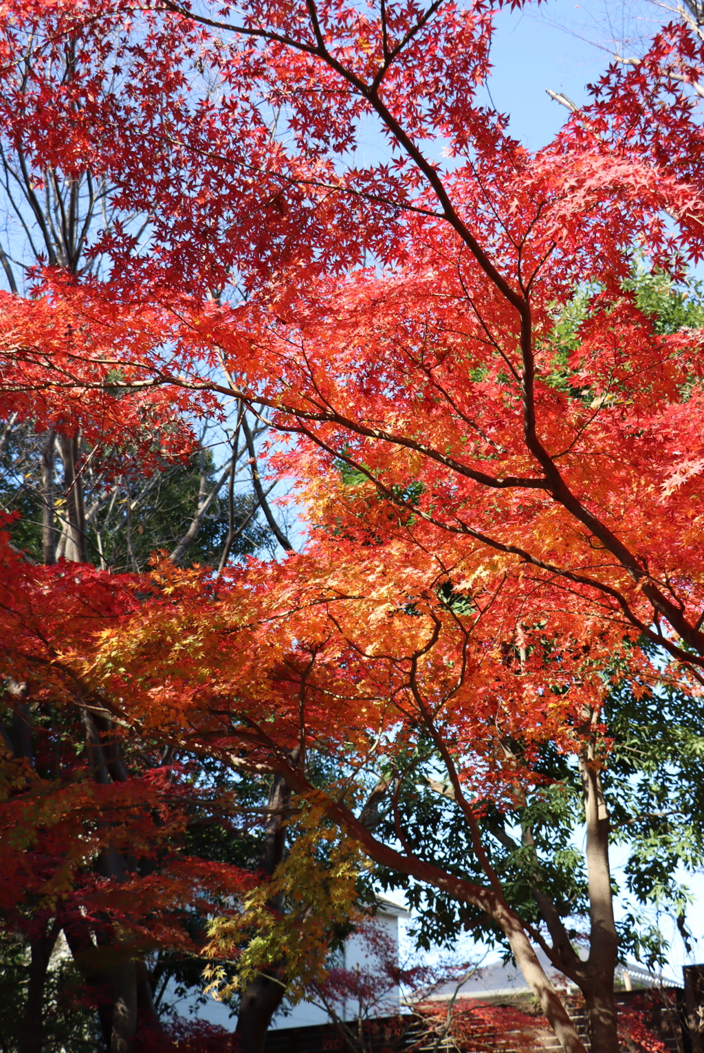 徒歩で紅葉狩り②