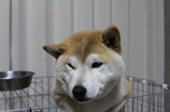 朝ごはん待ち①