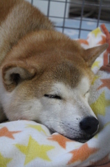 冬のお布団出しました
