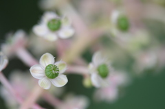 ヨウシュヤマゴボウ