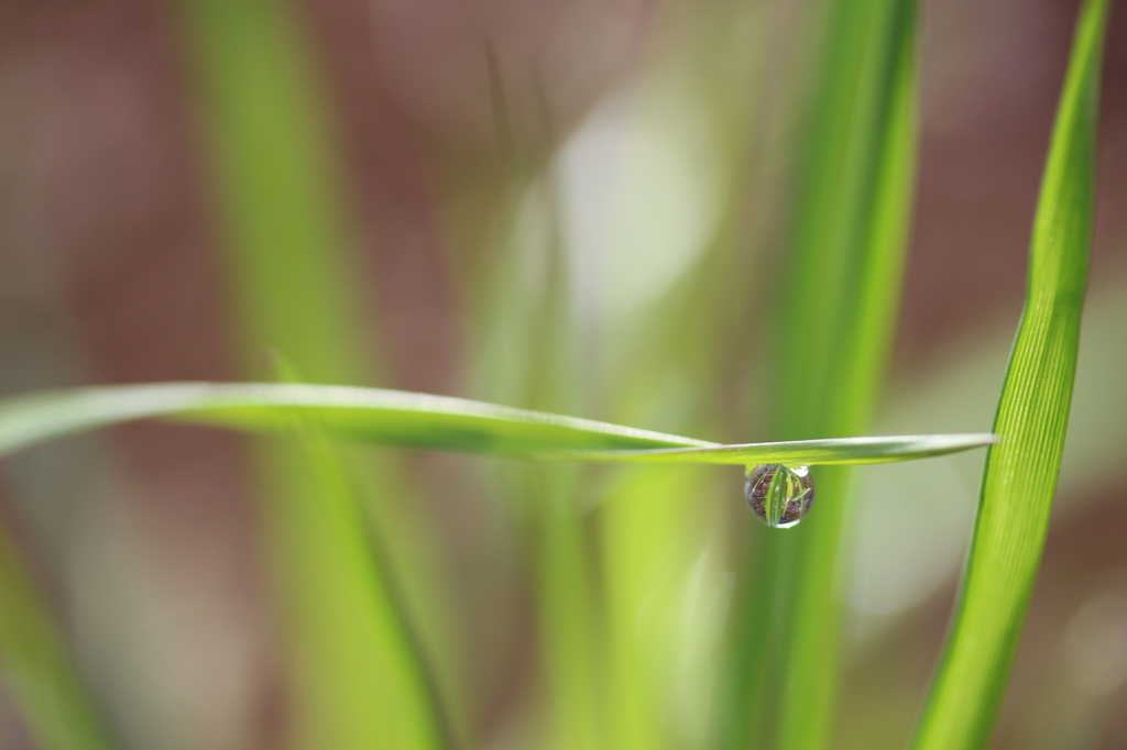 雨上がり②