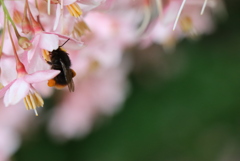 花から花へ♬