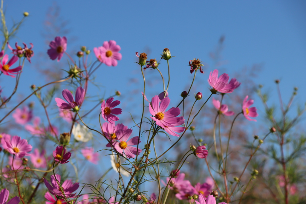 秋桜③