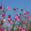 秋桜③