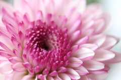 お仏壇の花＾＾