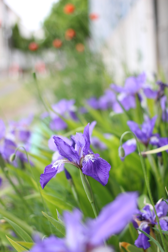 道端の花