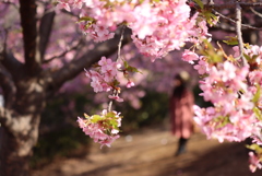 河津桜満開②