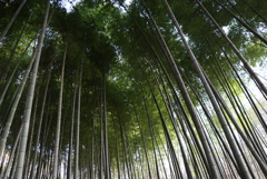 公園の竹林③