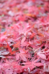 もみじの絨毯・・②