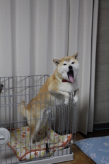 あくび
