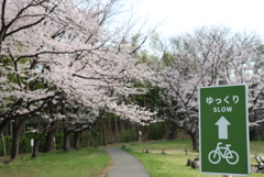 公園の桜②