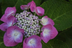 夜明けの紫陽花