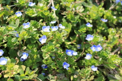 おおいぬのふぐり②