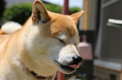 息子
