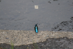カワセミ②