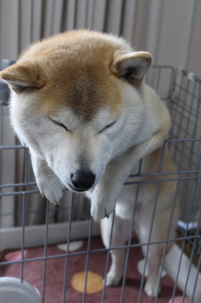 寝てます